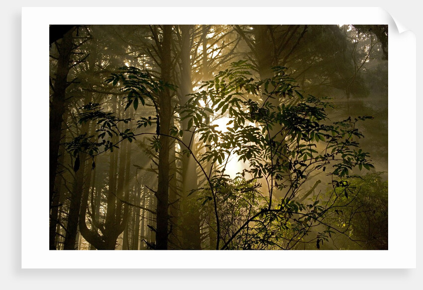 Fog in Sitka Spruce on Oregon Coast by Anonymous