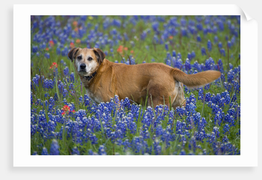 Dog in Field of Blue Bonnets by Anonymous