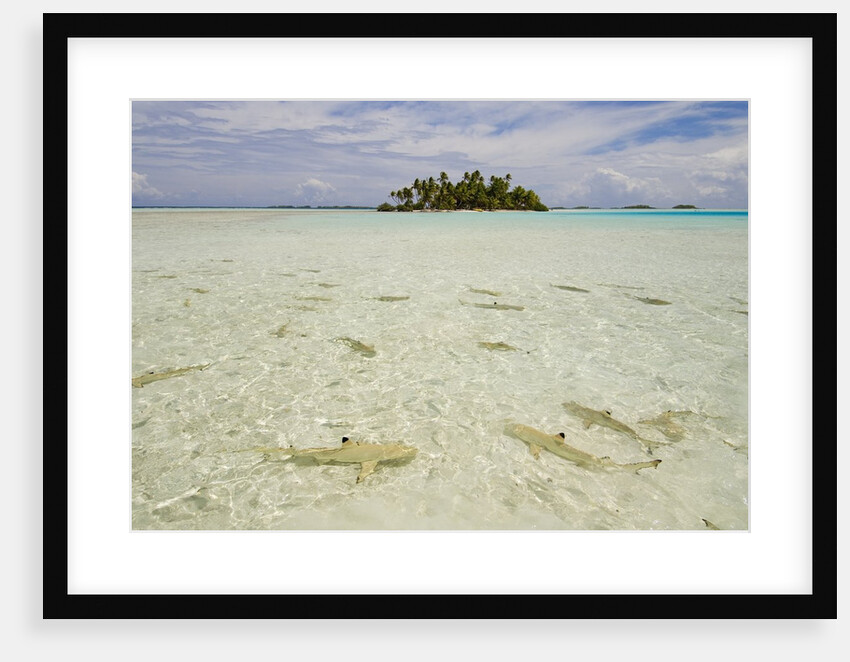 Sharks at Blue Lagoon Beach by Anonymous