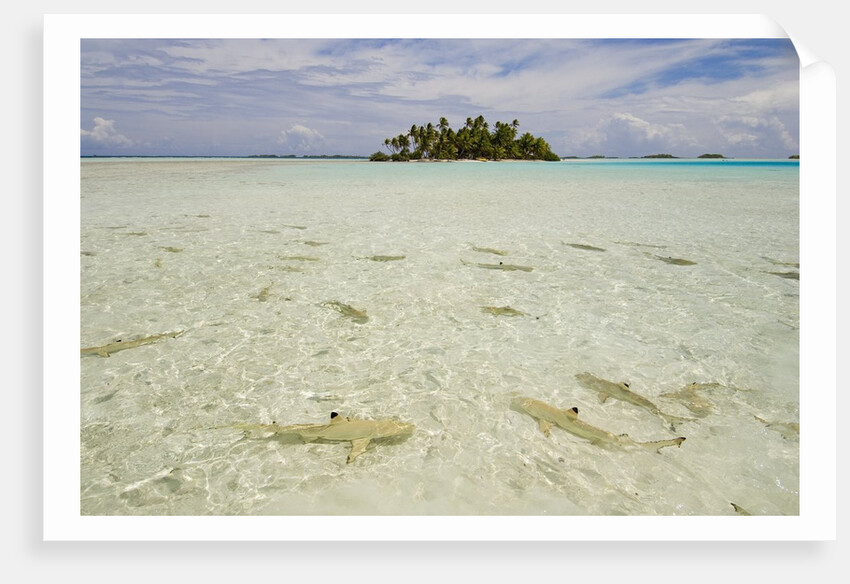 Sharks at Blue Lagoon Beach by Anonymous