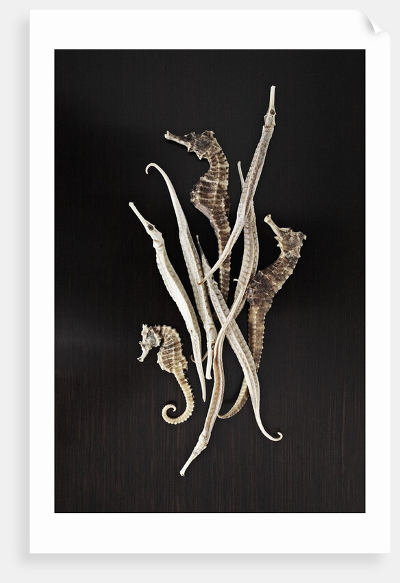 Dried Seahorses and Pipefish by Anonymous
