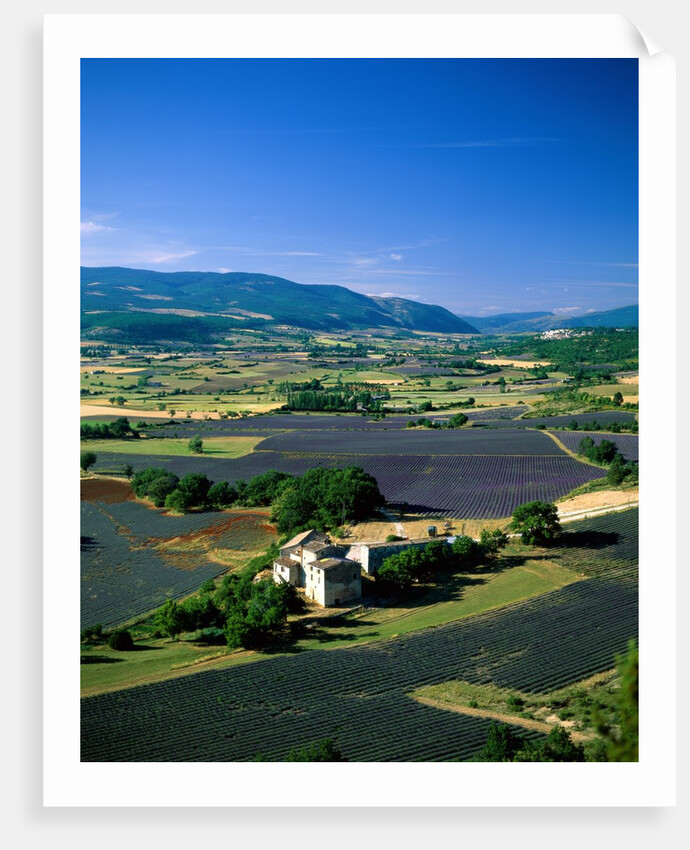 Lavender Fields and Green Valley by Anonymous