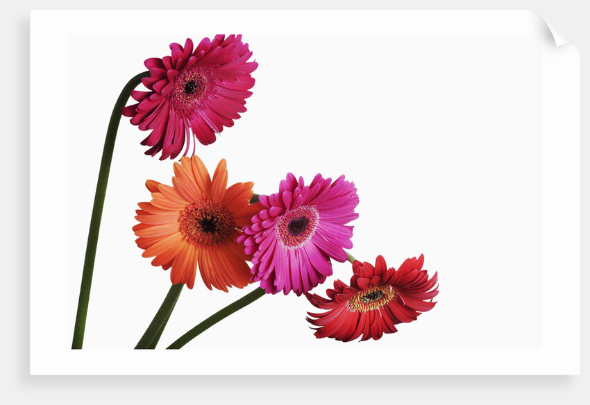 Barberton Daisies by Anonymous