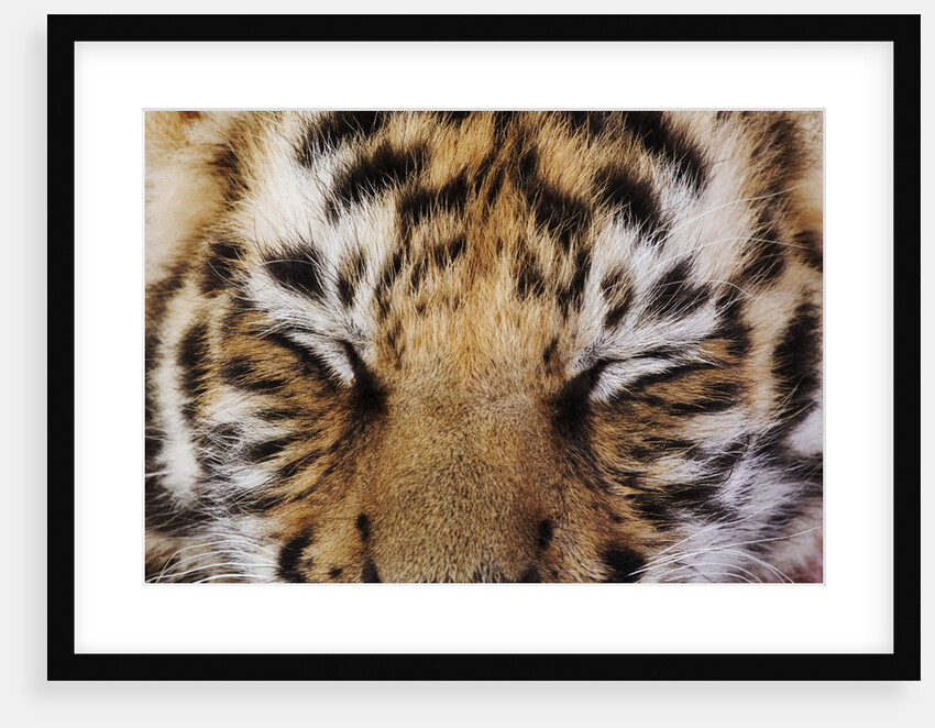 Tiger Cub by Anonymous