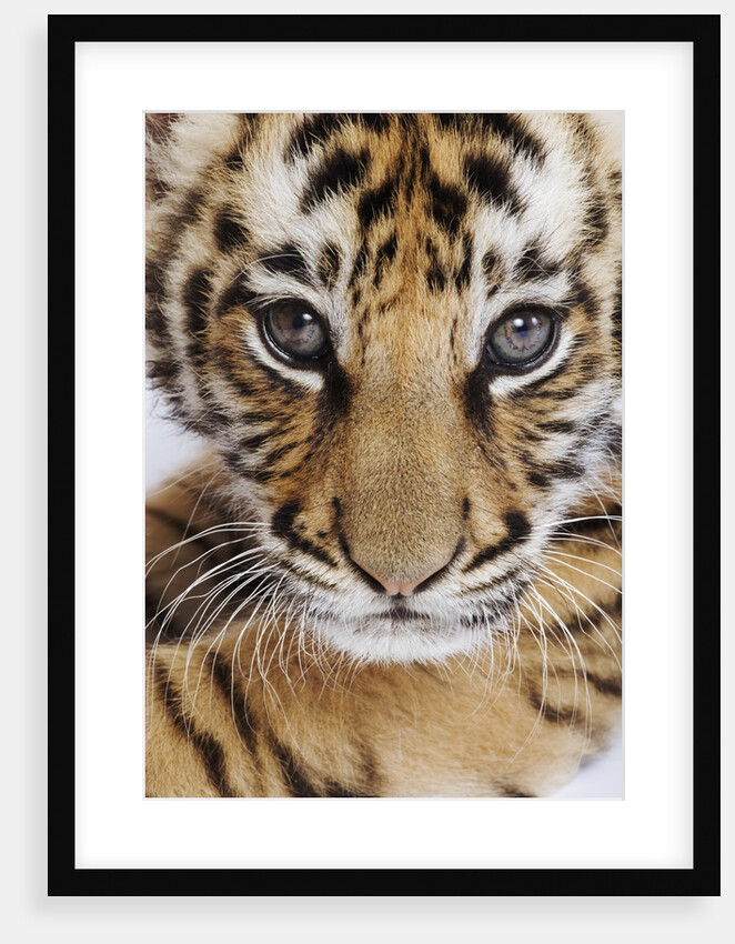 Tiger Cub by Anonymous