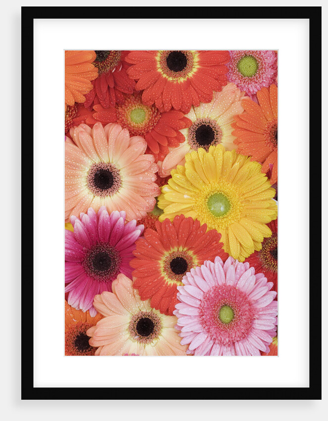 Barberton Daisies by Anonymous