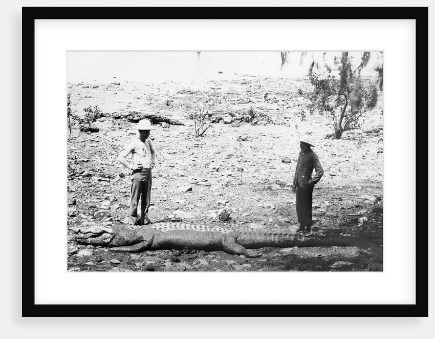 Hunter and Chinese Servant with Large Crocodile by Anonymous