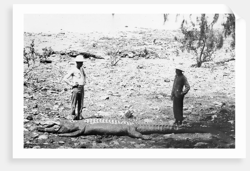 Hunter and Chinese Servant with Large Crocodile by Anonymous