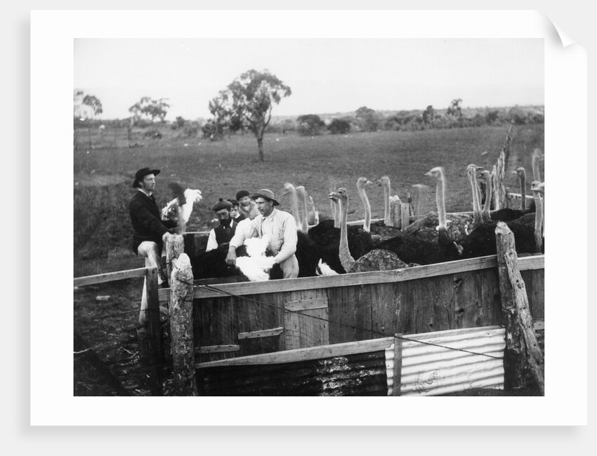 Ostrich Farm near Port Augusta, South Australia by Anonymous