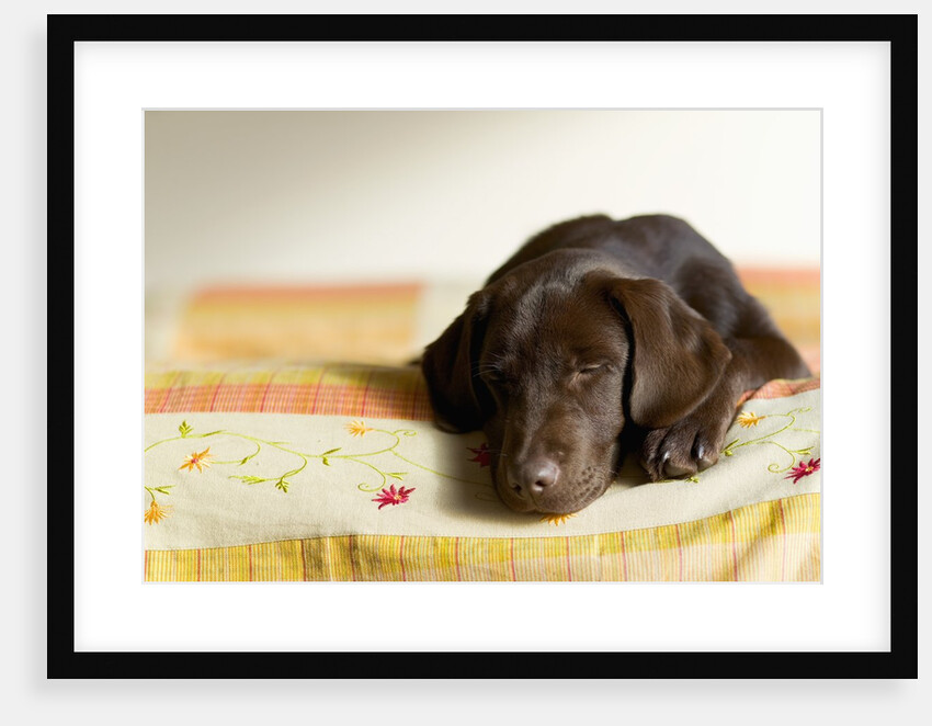 Chocolate Lab Puppy on Bed by Anonymous