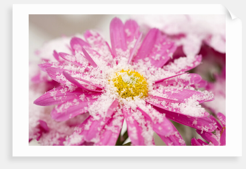 Snow on Flower by Anonymous