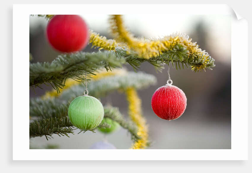 Christmas Ornaments on Tree Covered with Frost by Anonymous