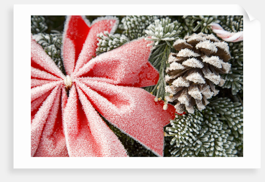 Christmas Decoration on Tree Covered with Frost by Anonymous