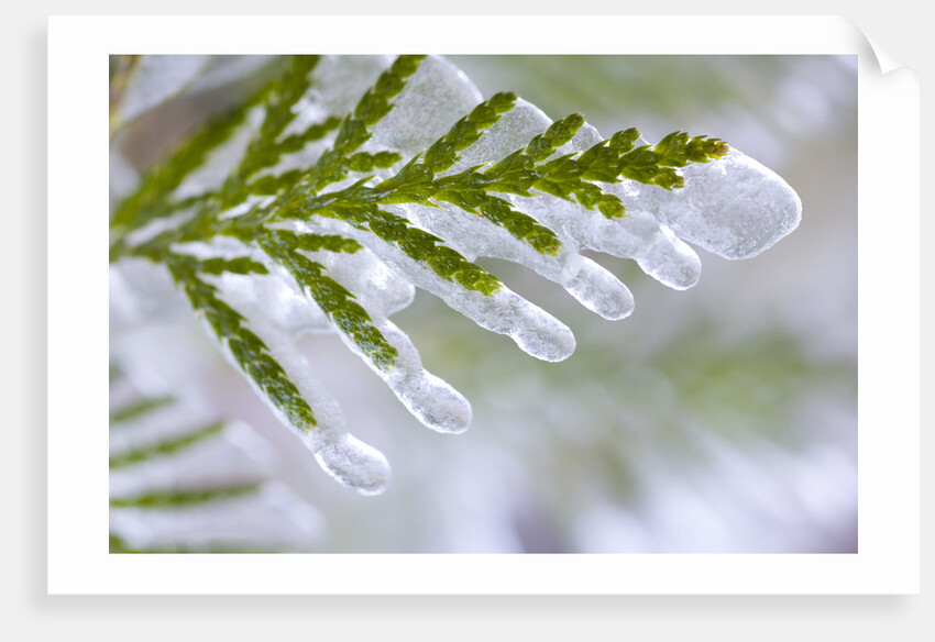 Close-Up of Ice-Covered Conifer by Anonymous