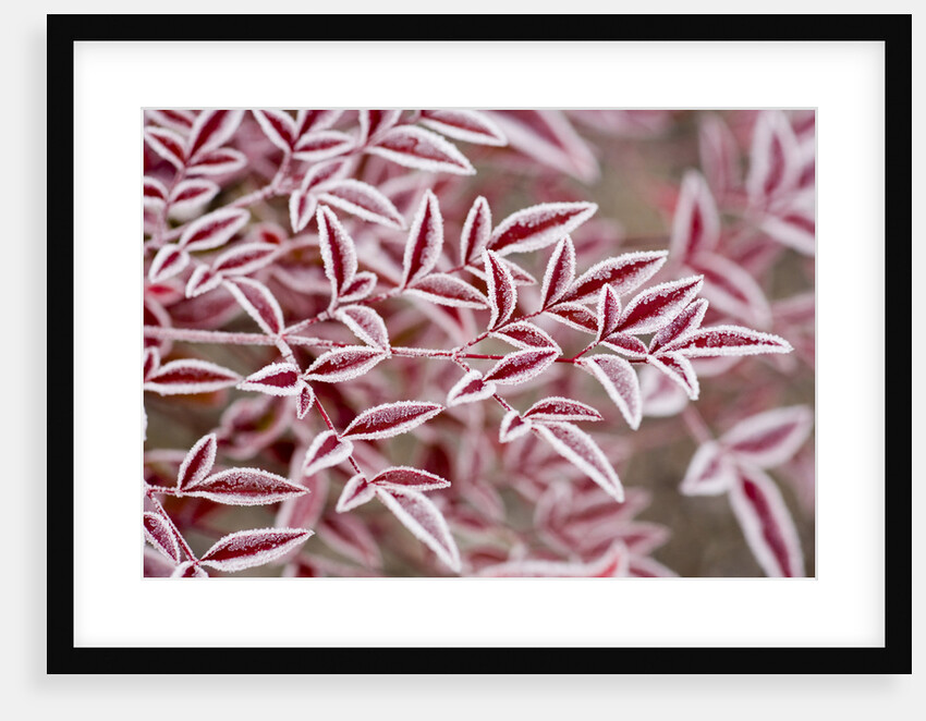 Frost on Red Leaves by Anonymous