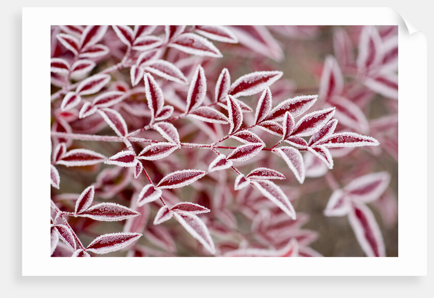 Frost on Red Leaves by Anonymous