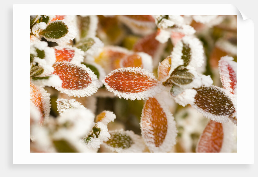 Frost-Covered Leaves by Anonymous