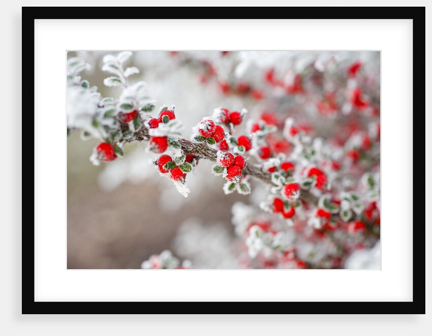 Frost-Covered Berries by Anonymous