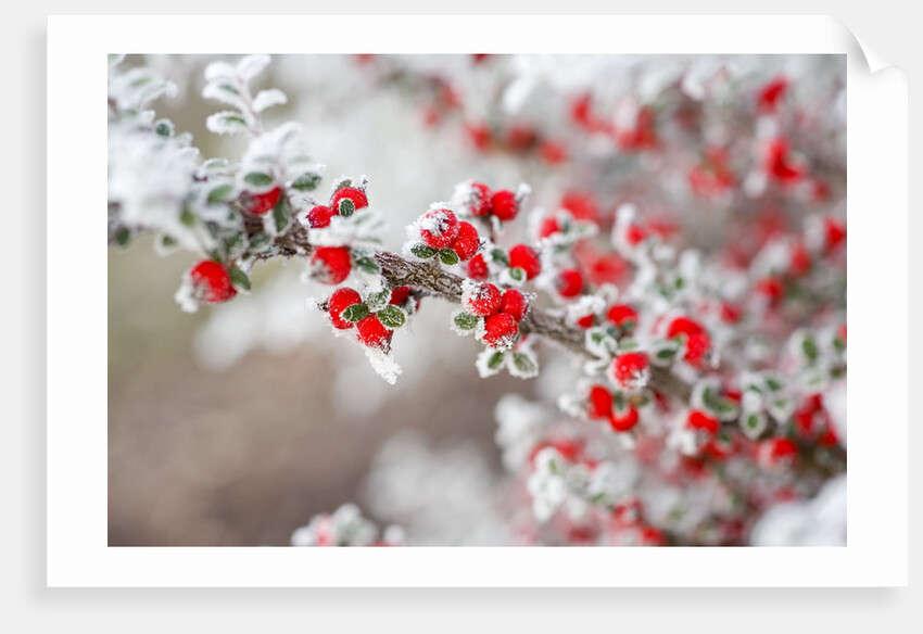 Frost-Covered Berries by Anonymous