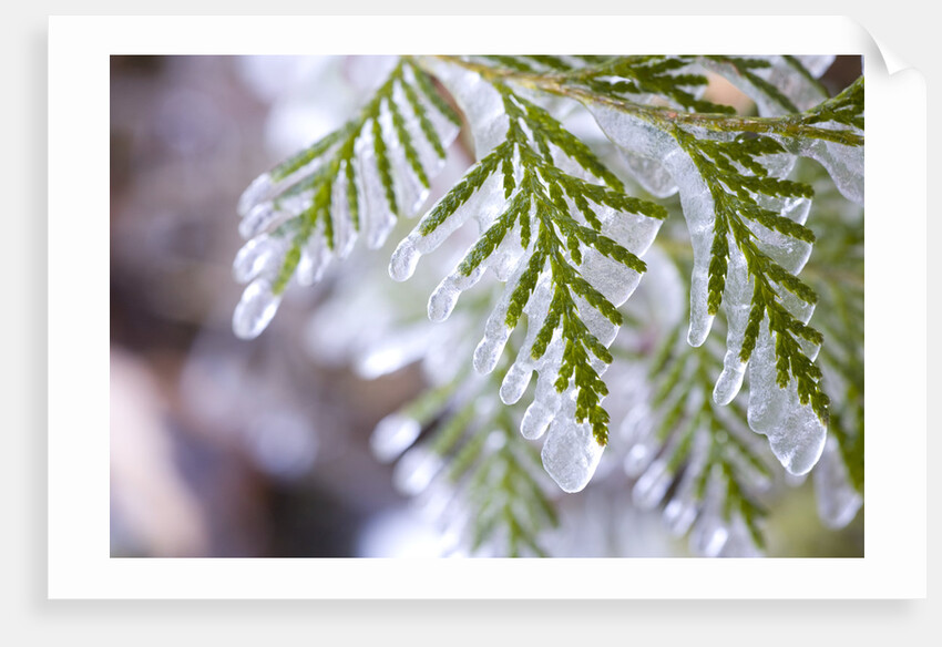 Close-Up of Ice-Covered Conifer by Anonymous