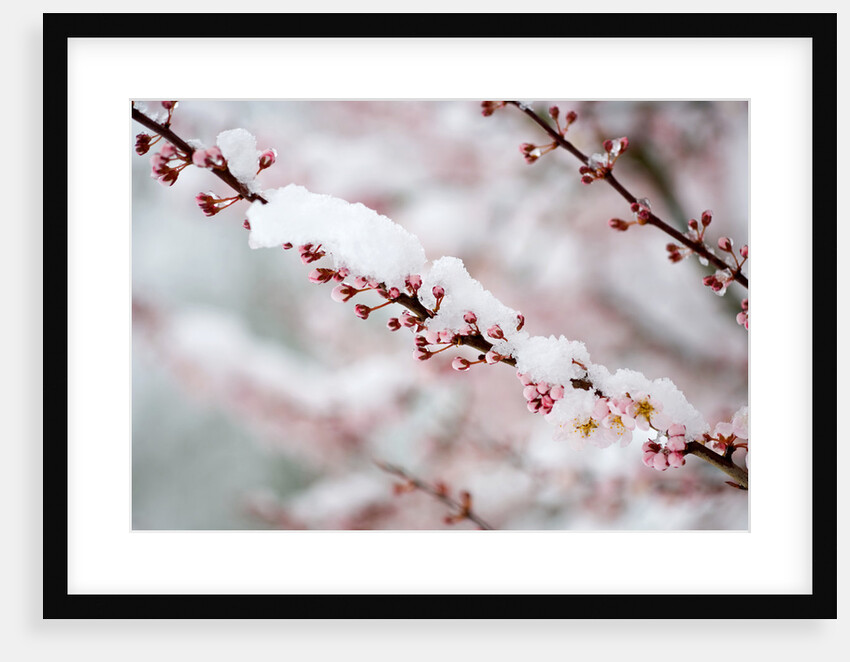 Snow on Cherry Tree Branch by Anonymous