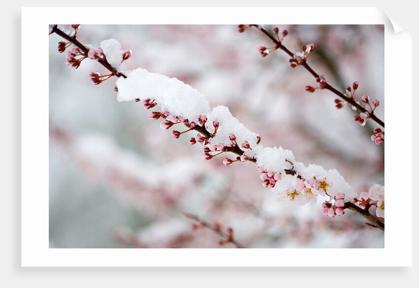 Snow on Cherry Tree Branch by Anonymous