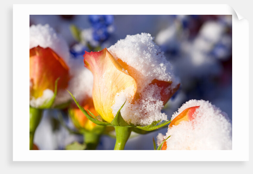 Snow-Covered Roses by Anonymous