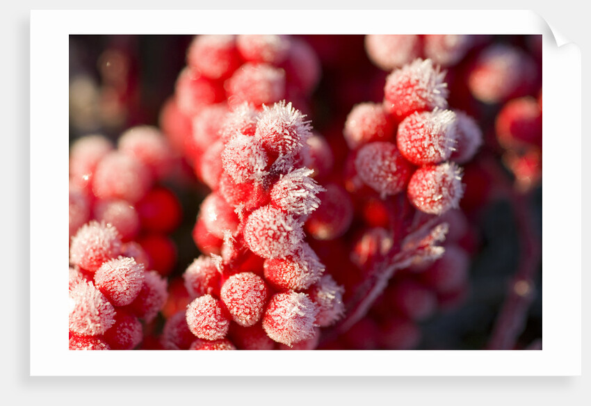 Frost-Covered Berries by Anonymous