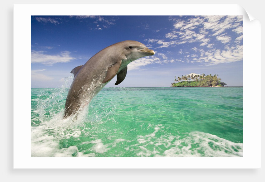 Bottlenosed Dolphin Leaping in Caribbean Sea by Anonymous