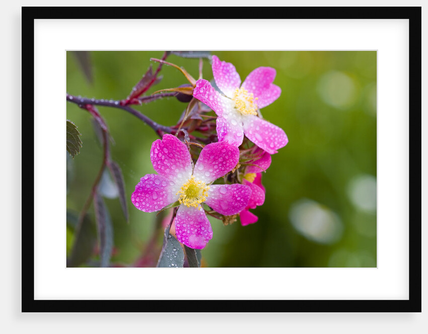 Raindrops on Pink Flowers by Anonymous