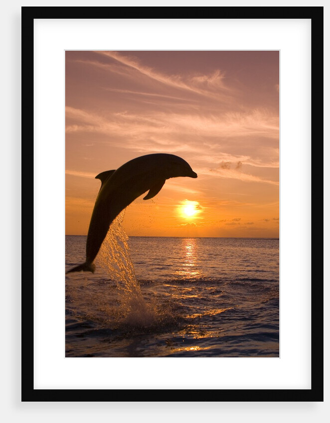 Bottlenosed Dolphin Leaping at Sunset by Anonymous