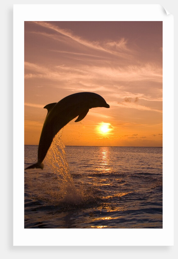 Bottlenosed Dolphin Leaping at Sunset by Anonymous