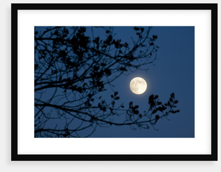 Full Moon in Winter by Anonymous