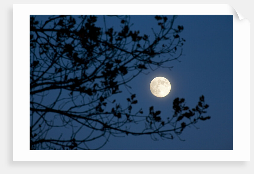 Full Moon in Winter by Anonymous