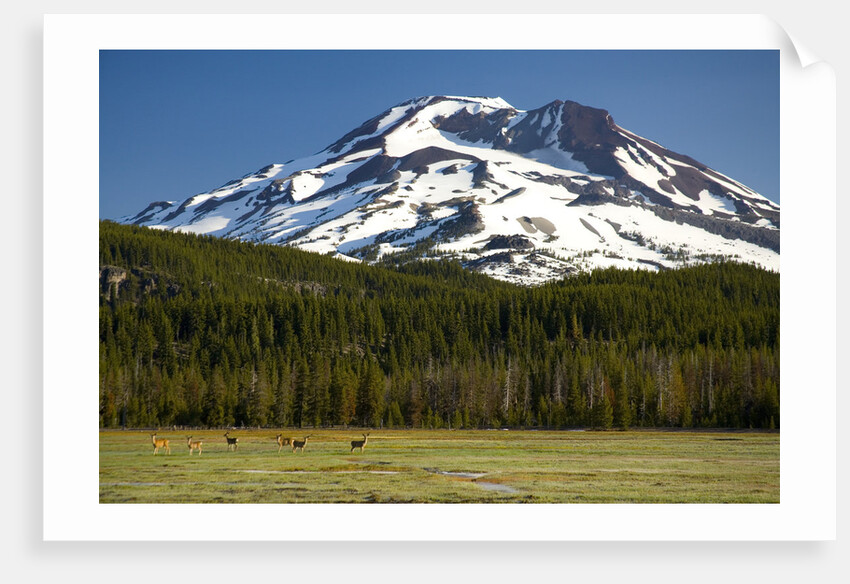 Deer Feeding in Meadow at Foot of South Sister by Anonymous