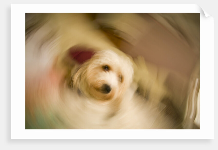 Dog Shaking Off by Anonymous