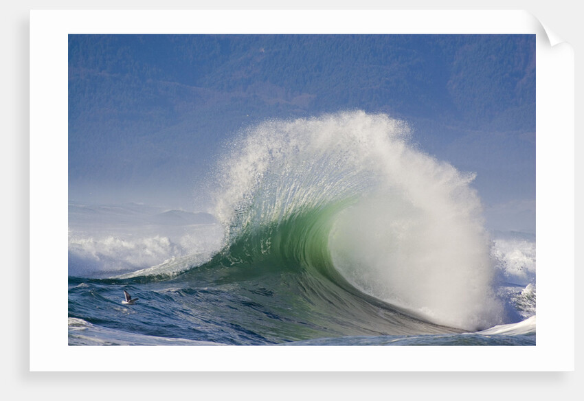 Wave Curl in Winter Storm by Anonymous