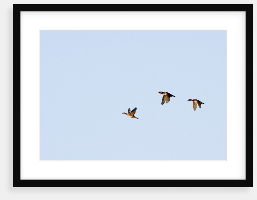 Wood Ducks by Anonymous