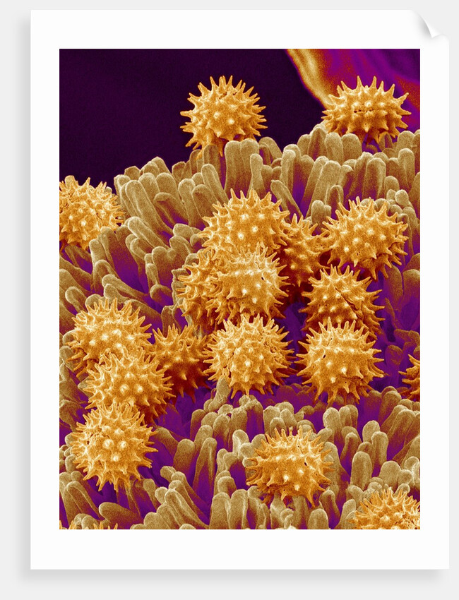 Pollen on Pistil of Cosmos by Anonymous