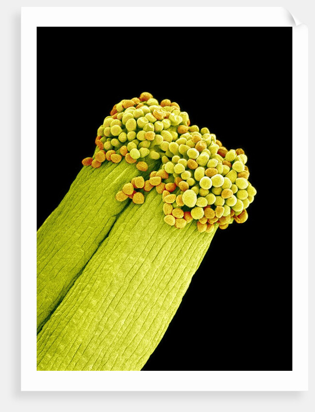 Pollen on Pistil of Pieris Japonica by Anonymous