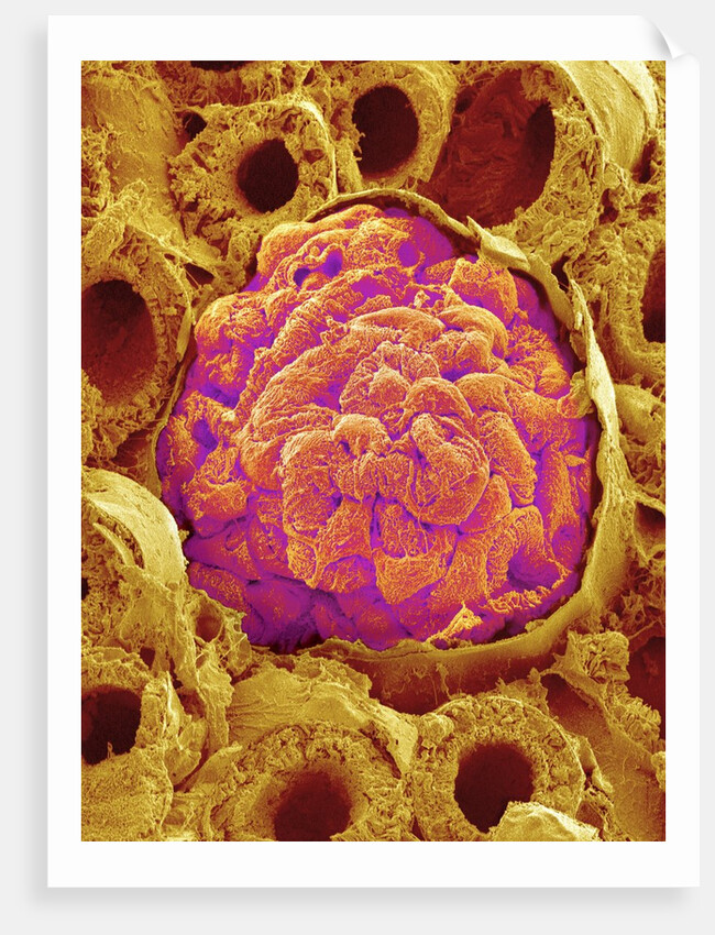 Glomerulus from Rat Kidney by Anonymous