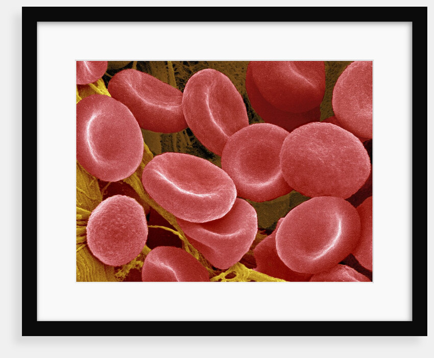 Human Red Blood Cells by Anonymous