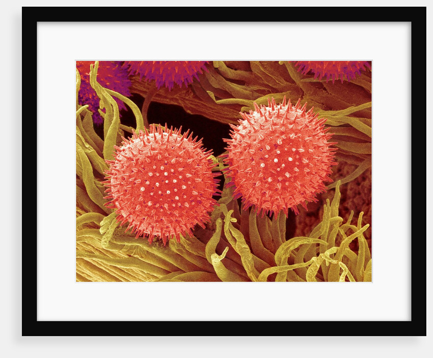 Pollen on Pistil of Mallow by Anonymous