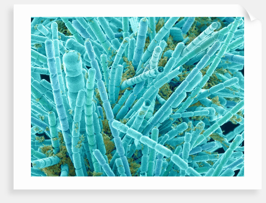 Marine Diatom by Anonymous