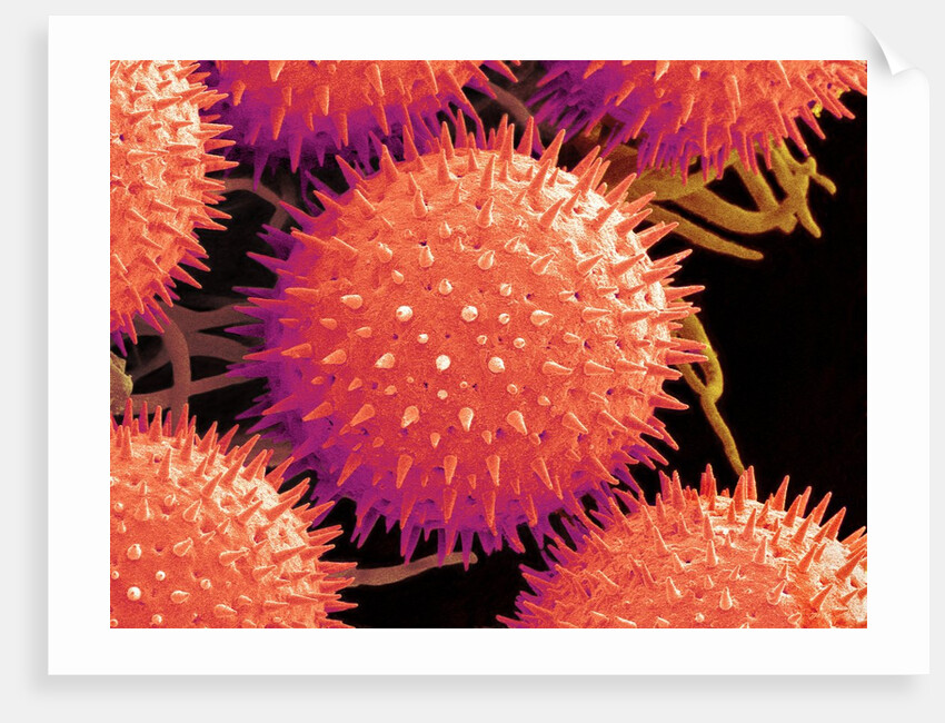 Pollen on Pistil of Mallow by Anonymous