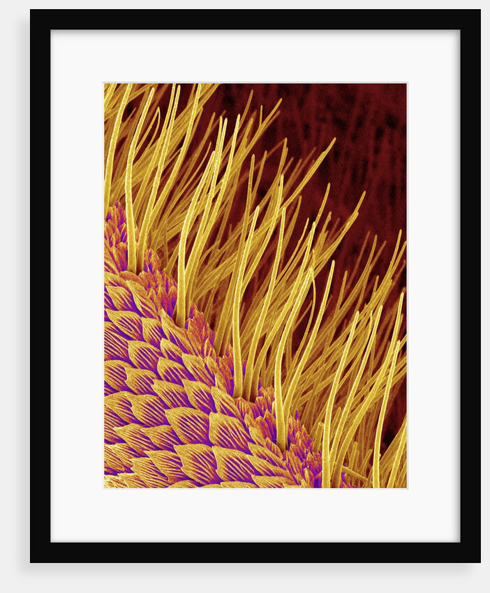 Sensory Hairs on a Moth Antenna by Anonymous