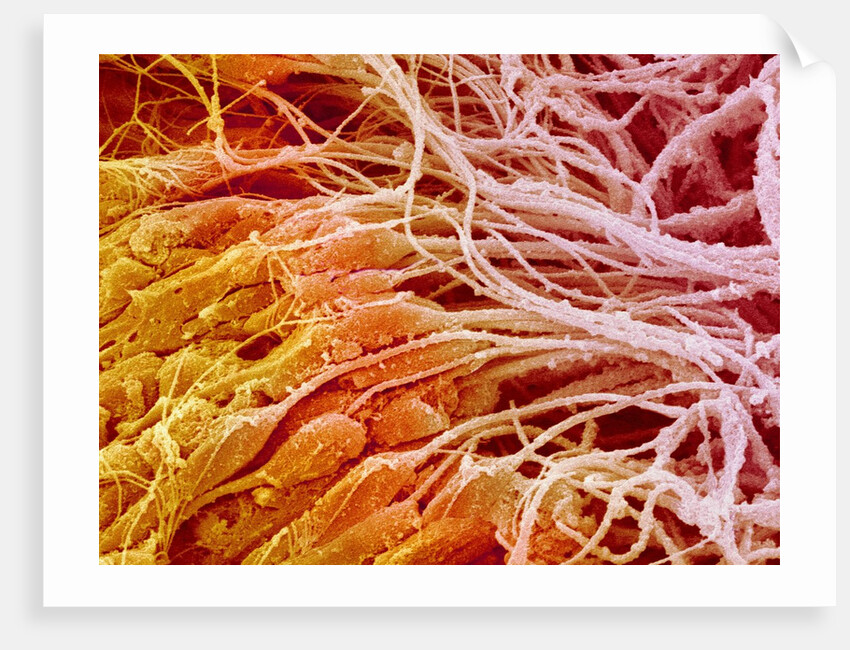 Sperm in Testis of a Rat by Anonymous