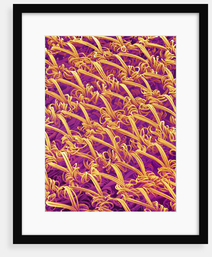 Pantyhose Fiber by Anonymous