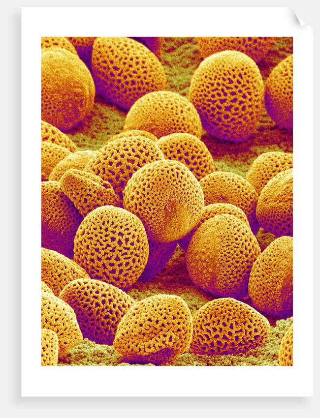 Lily Pollen by Anonymous