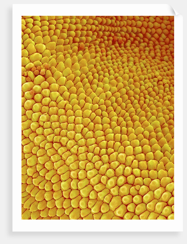 Petal of Wildflower in Chrysanthemum Family by Anonymous